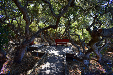 A red bench in Elfin Forest in Morro Bay, CA.