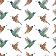 Obraz premium Bird hummingbird watercolor hand-drawn illustration. Patern seamless print textile realism sketch vintage