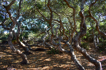 Elfin Forest in Morro Bay, CA.