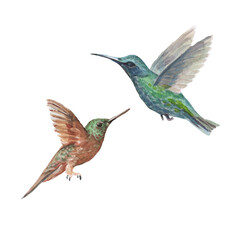 Fototapeta na wymiar Bird hummingbird watercolor hand-drawn illustration. Patern seamless print textile realism sketch vintage