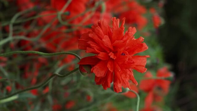 Amazing beautiful open bud of red poppy flower moving in the wind at a countryside. Video in 4K.
