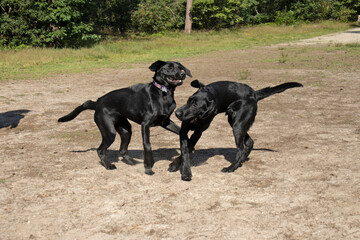 Twee spellende labrador pups