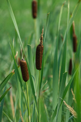 Cattail Reeds in the Summer