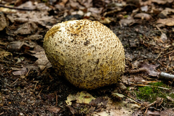 Wortelende aardappelbovist