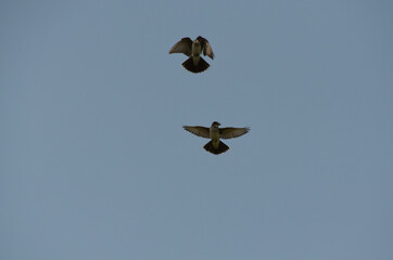 Eastern Kingbirds Flying against the Blue Sky