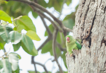 Alexandrine Parakeet