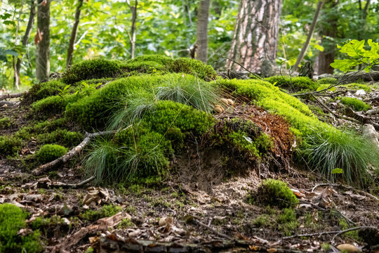 Fel groen mos © photoPepp