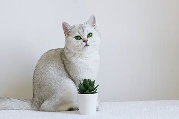 A white cat with green eyes at a flower pot on a white background. British silver chinchilla.