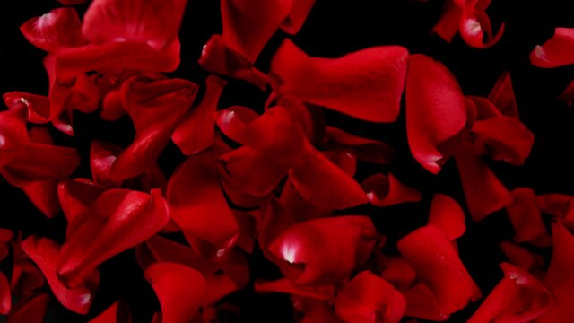 Super slow motion of flying rose petals on clear black background. Filmed on high speed cinema camera, 1000 fps.