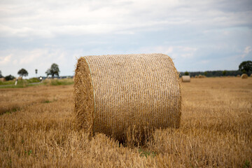 hay bundles on a harvested field, outdoors
