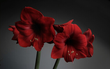 red amaryllis studio background