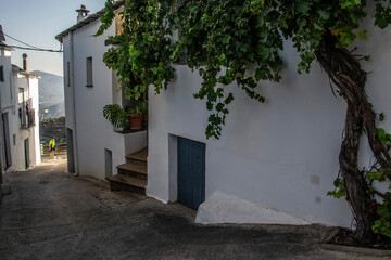 street of white houses with blue doors of Mairena de la Alpujarra with creeper tree with grapes