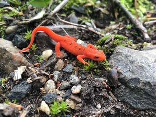 Orange Newt