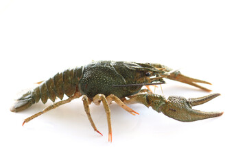 cancer isolate on a white background..