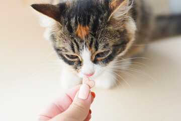 female hand holds out a heart-shaped vitamin candy to the cat..