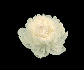 Fully blossoming bud of white peony isolated on black background.
