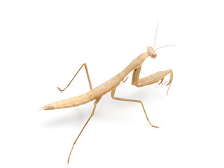 Brown praying mantis. Mantis religiosa.       