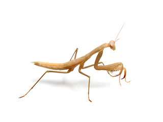 Brown praying mantis. Mantis religiosa.       