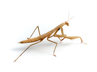 Brown praying mantis. Mantis religiosa.       