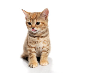Obraz premium ginger striped purebred cat sitting on white isolated background