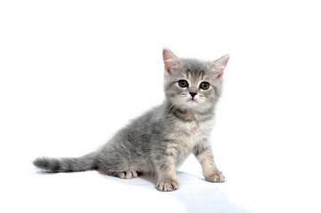 Obraz premium Gray thoroughbred kitten sits on a white isolated background