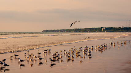 Aves en la playa al atardecer