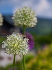 flower of a thistle
