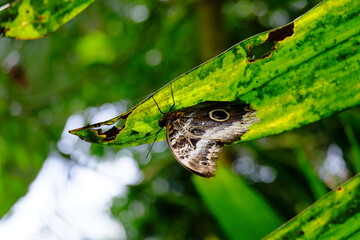 butterfly in the grass