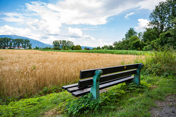 bench in the park