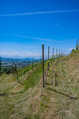 Obraz premium vineyard