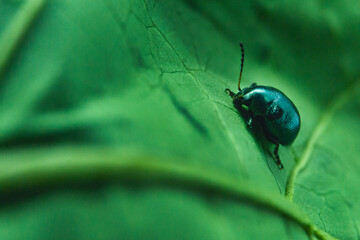 Escrabajo. Macro. Verde. Insecto.