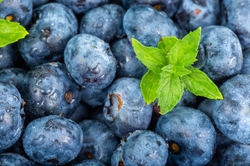 blueberries with branch mint
