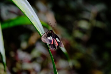 butterfly on leaf
