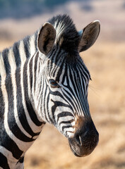 Fototapeta na wymiar Portrait of a young zebra. Rietvlei Nature Reserve, Gauteng, South Africa.