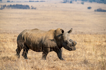 White rhinoceros.  Dehorned to curb poaching.