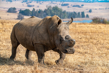 White rhino in the wild.  Rietvlei Nature Reserve, Gauteng, South Africa.