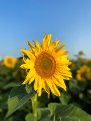 Sunflower blooming. Field of the sunflowers.