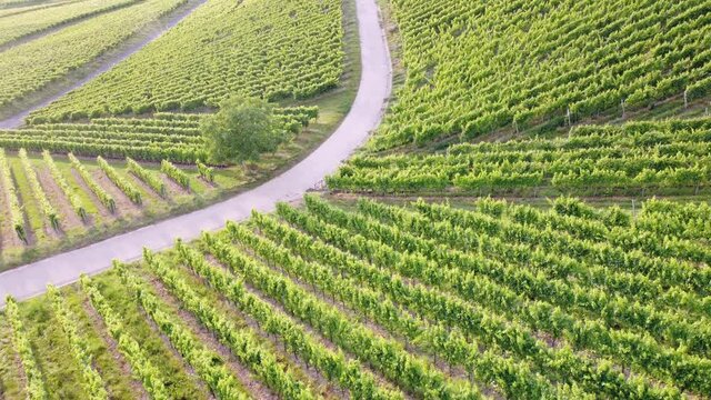 Drohnenaufnahme, Weinberg in Th&uuml;ngersheim, Franken