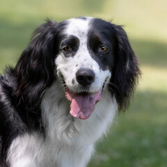 Portrait of a border collie and setter mix