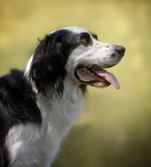 Portrait of a border collie and setter mix