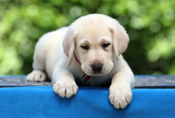 the nice yellow labrador puppy on the blue