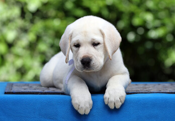 a nice yellow labrador puppy on the blue