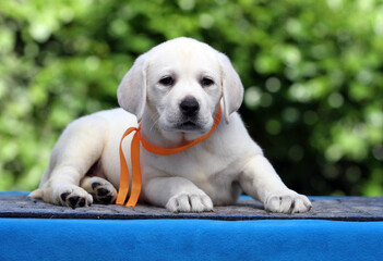 nice yellow labrador puppy on the blue