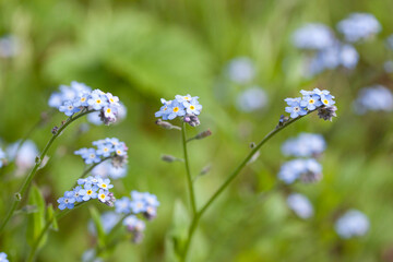 Forget me not flowers on meadow in summer time