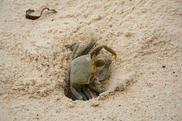 Crab on the beach, Seychelles