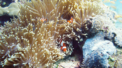 A Clown Anemonefish sheltering among the tentacles of its sea anemone. Underwater world with corals and tropical fishes