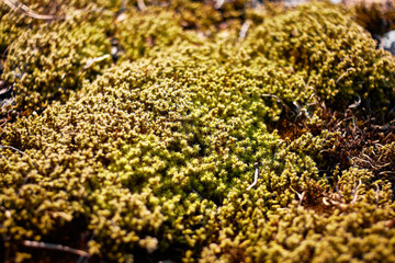 moss on the rock