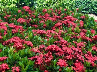 photo of trees and flowers in Thailand 