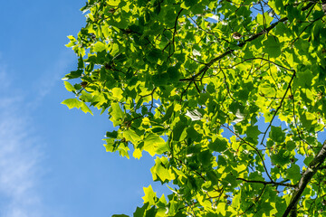 Summer sunbeam through green foliage with blue sky.