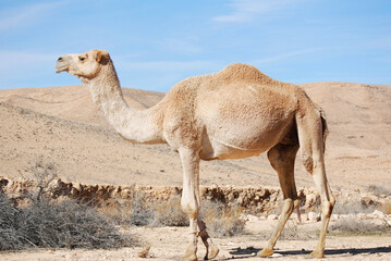 Camels in the Negev desert in Israel, Machtesh Ramon, Mitzpe Ramon